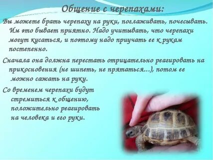 Команды черепахи