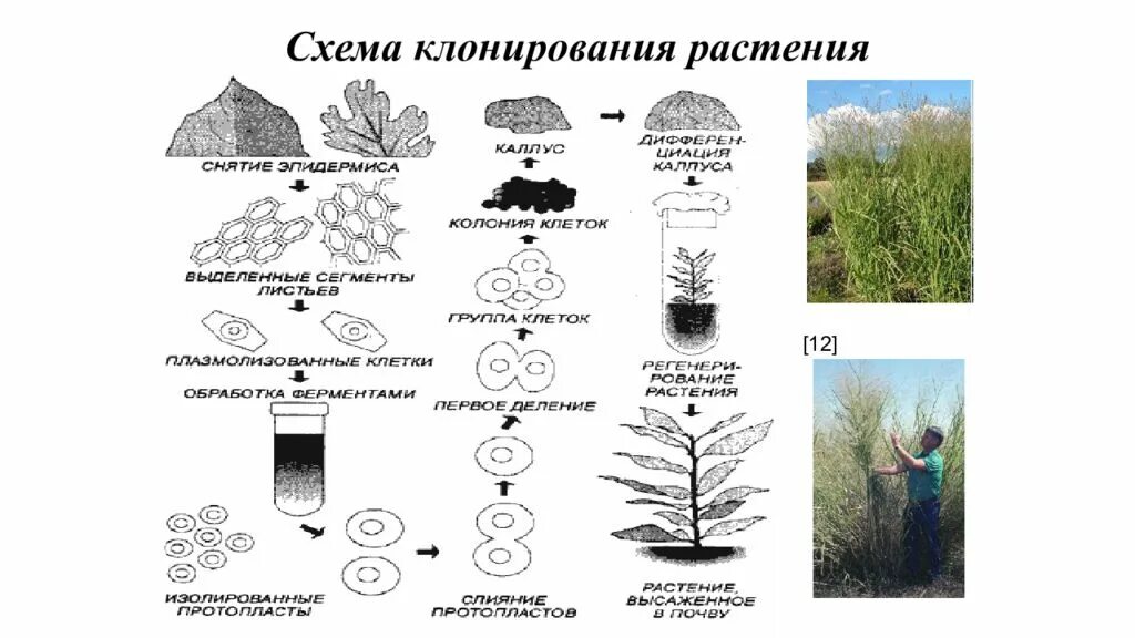 Почему растения клонируются легче животных. Клонирование растений схема. Этапы клонирования растений. Методы клонирования растений. Получение клонов растений.