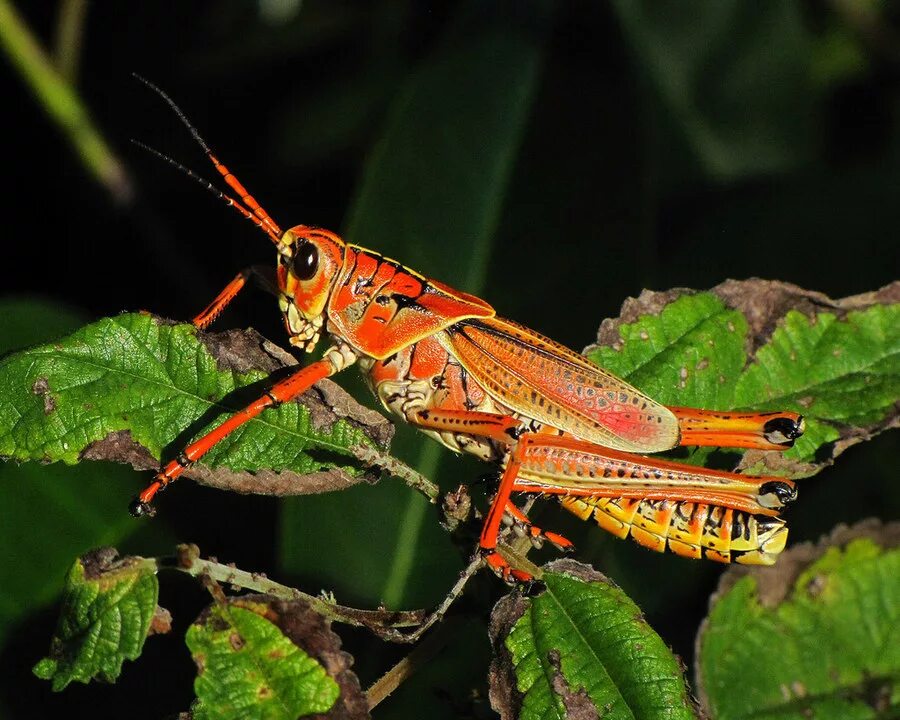 Кузнечик амбликорифа. Разнокрылые стрекозы. Tropidacris collaris. Земляной богомол (geomantis larvoides). Жук богомол.