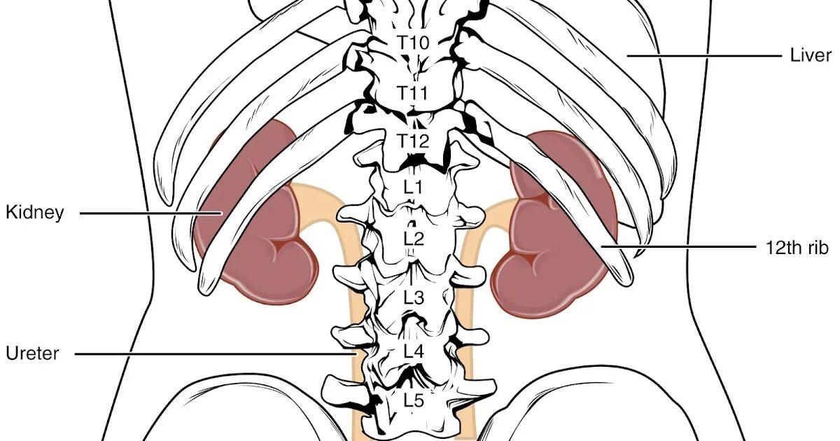Где находятся почки и печень у человека. Скелетотопия почек анатомия. Топография почек у человека анатомия. Топография почек у человека скелетотопия. Топографическое расположение почек у человека.