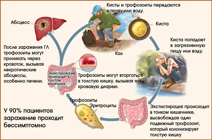 Способ заражения дизентерийной амебой. Дизентерийная амеба способ заражения. Способ заражения дизентерийной амебой. Способ заражения дизентерийной амебой. Как человек может заразиться дизентерийной амебой.