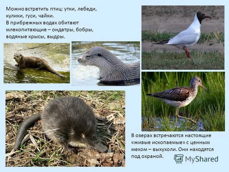 Птицы млекопитающие 3 класс. Водные и околоводные млекопитающие. водные и околоводные птицы. млекопитающие птицы. млекопитающие обитающие на суше.