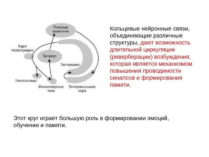 Круг Пейпеца лимбическая система. Кольцевые связи в ЦНС. Реверберация физиология пример. Схема ревербации возбуждения.