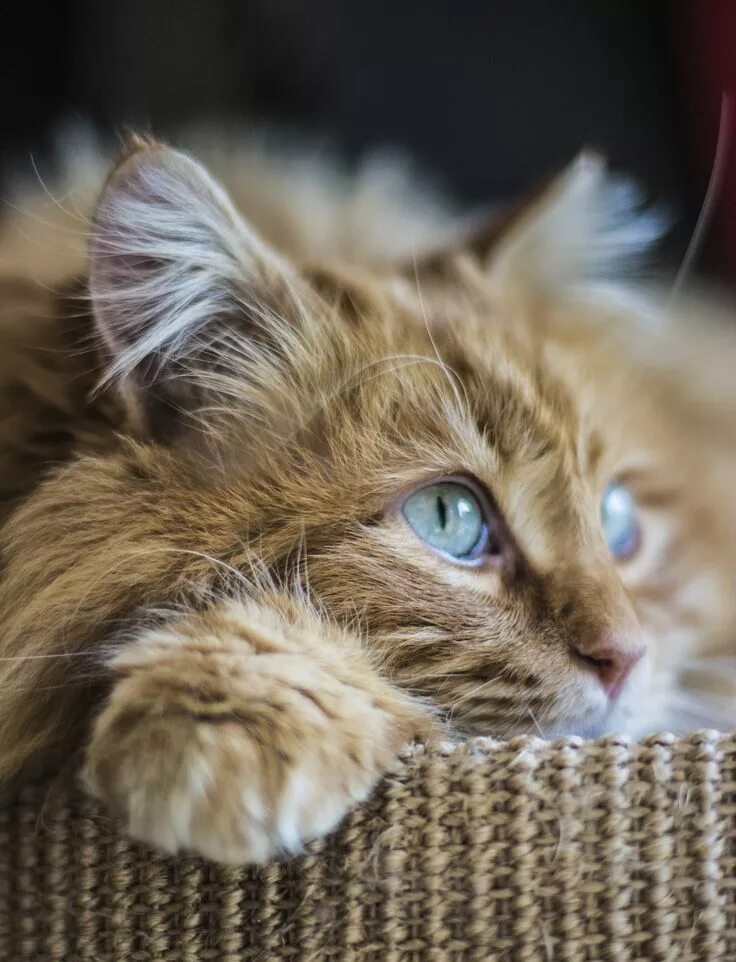Скучающий кот. Кошка скучает. скучающий котенок. задумчивый котик. задумчивая кошечка.
