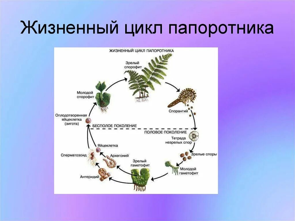 Жизненный процесс папоротника