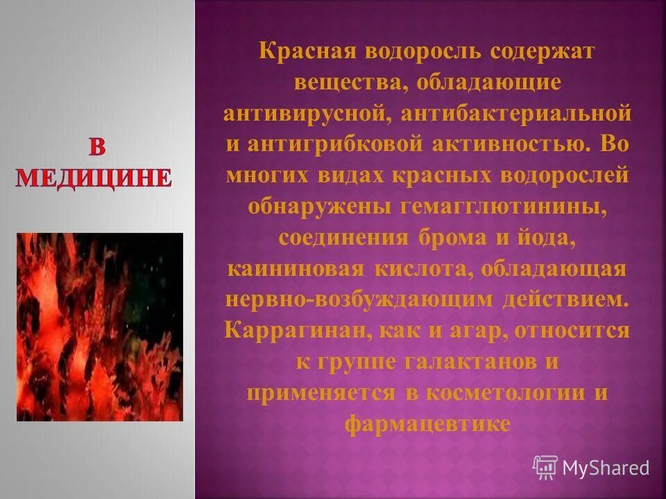 Красные водоросли багрянки строение. Красные водоросли багрянки. Роль красных водорослей в природе. Красные водоросли содержат. Красные водоросли содержат.