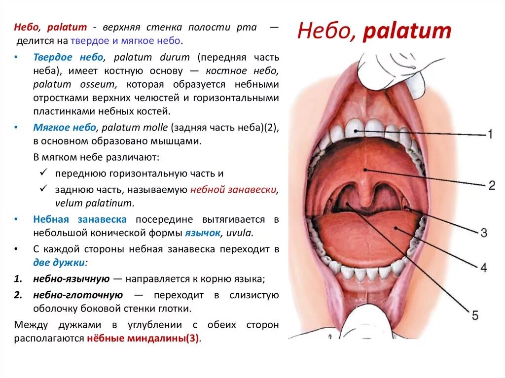 Твердое небо полости рта. Твердое небо и мягкое небо.