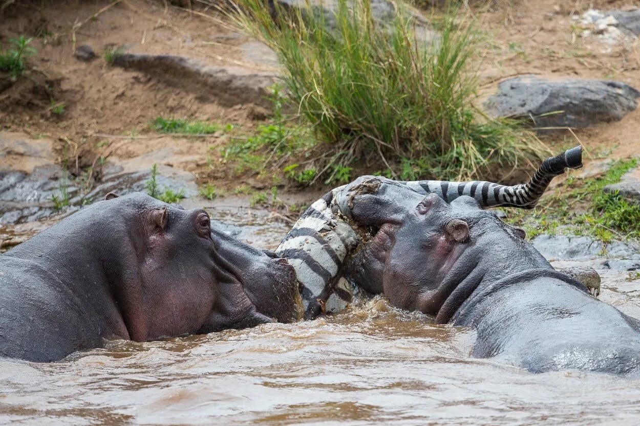 лев и львица. леопард животное. поедает других животных. львица и львенок. хищники животные.