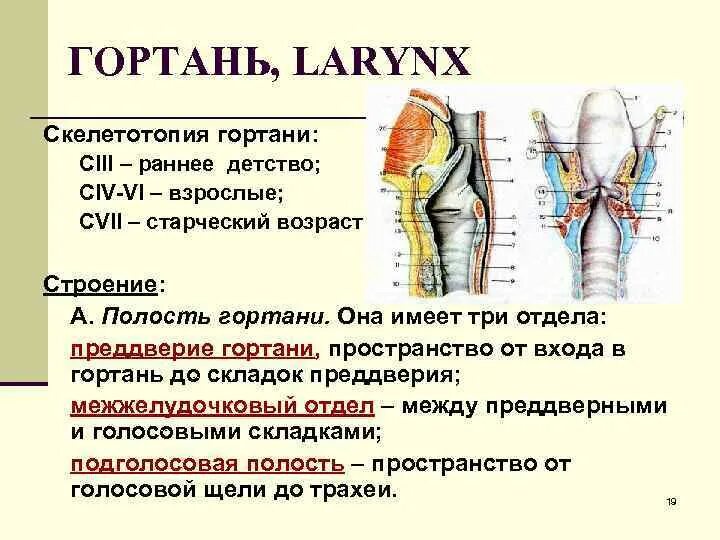 Гортань покрыта листками плевры. Гортань топография строение функции. голотопия, скелетотопия гортани. скелетотопия и синтопия гортани. скелетотопия плевры.