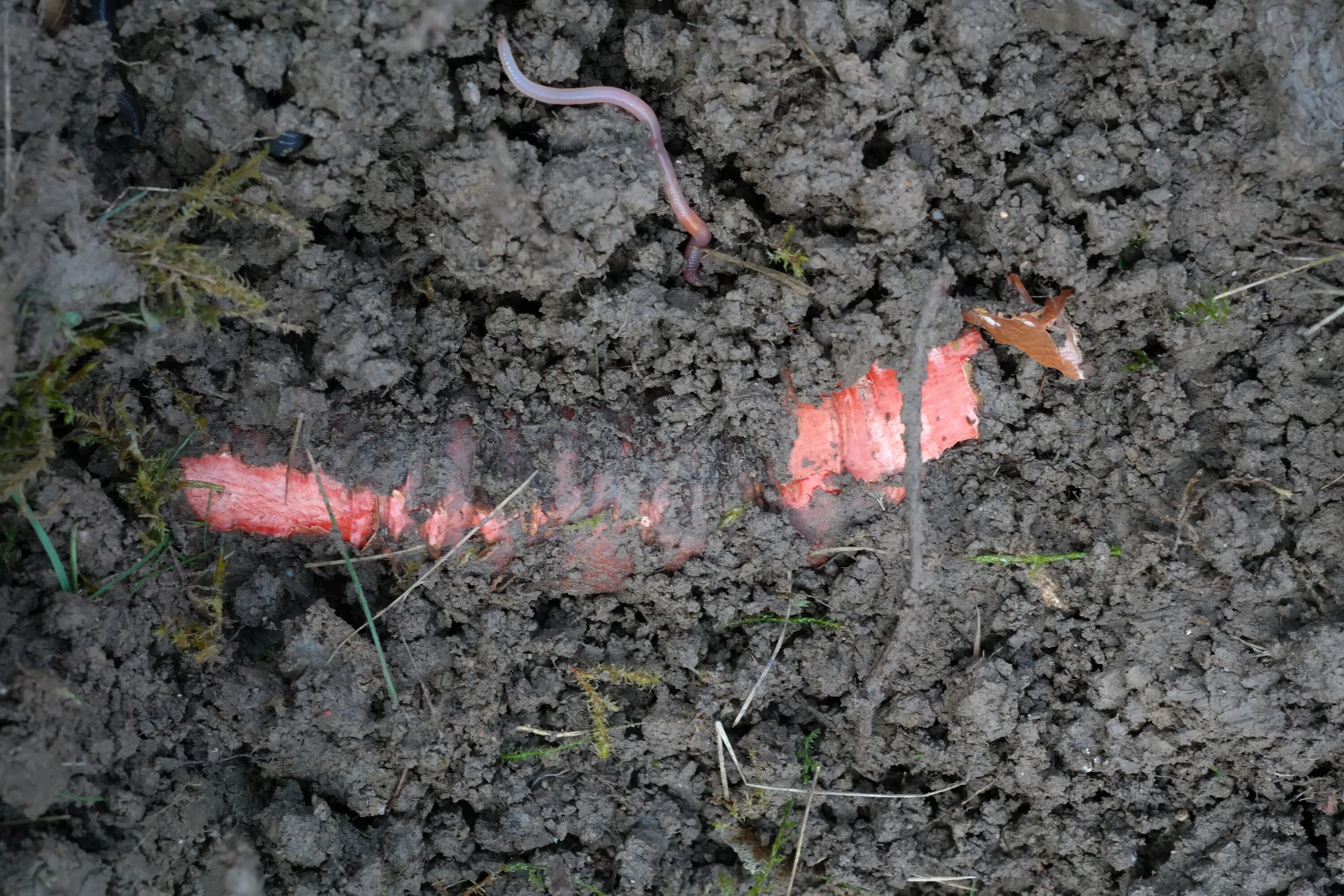 Червь березы. Червяки в земле в огороде. Красные почвы. Рыжие черви в земле.