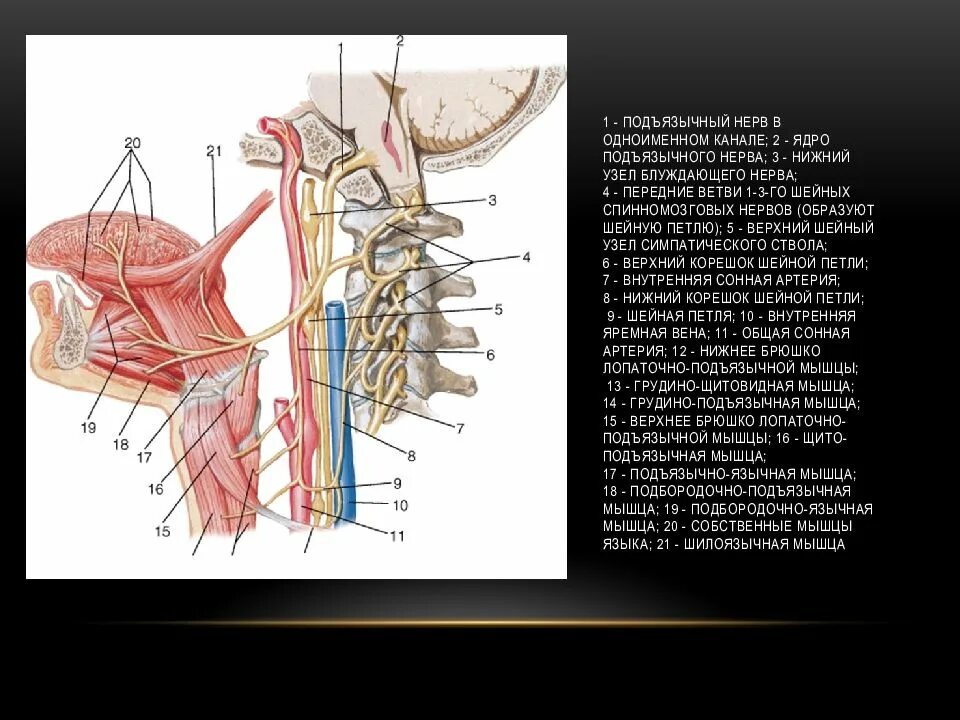 Подъязычный нерв нерв. Ветви подъязычного нерва анатомия. Подъязычный нерв топография. Подъязычный нерв, блуждающий нерв.