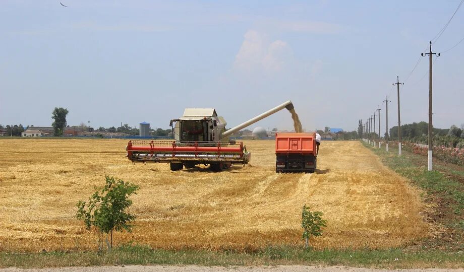 Когда начинается уборка зерновых. Зерноводство в азербайджане. Когда начинается уборка зерновых. Когда начинается уборка зерновых. Когда начинается уборка зерновых.