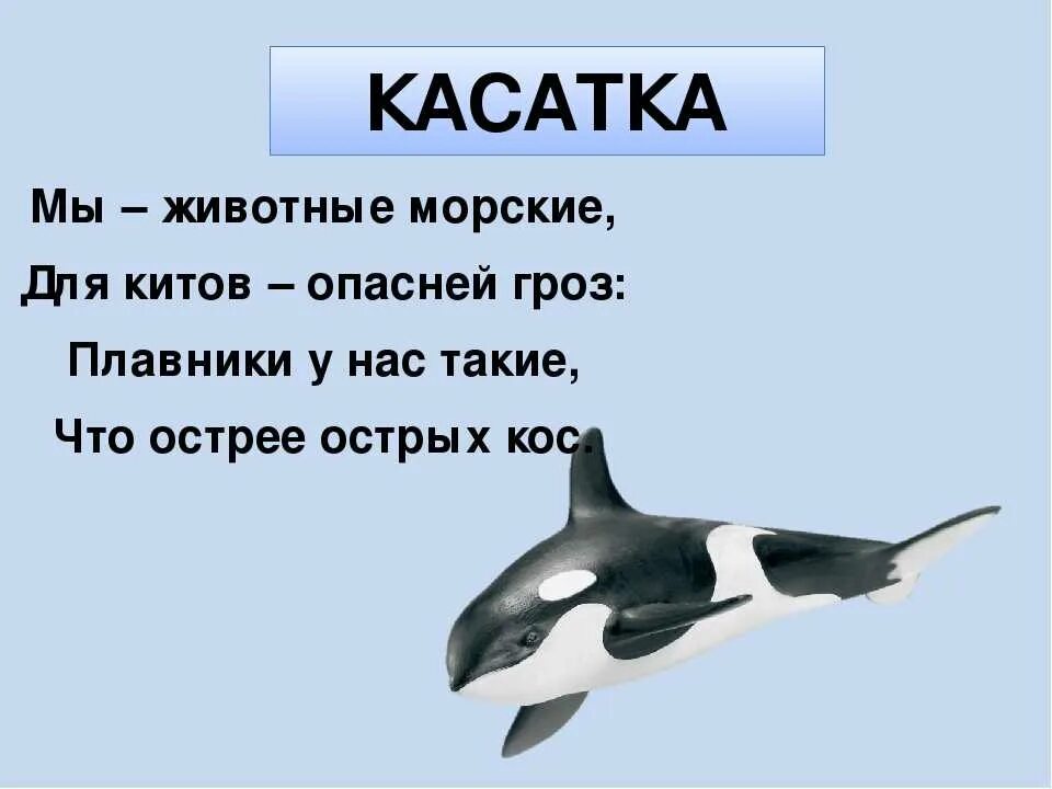 Загадка про касатку для детей. Загадки про касатку для дошкольников. Загадки про морских обитателей для детей. Загадки о животных. Загадки про океанов