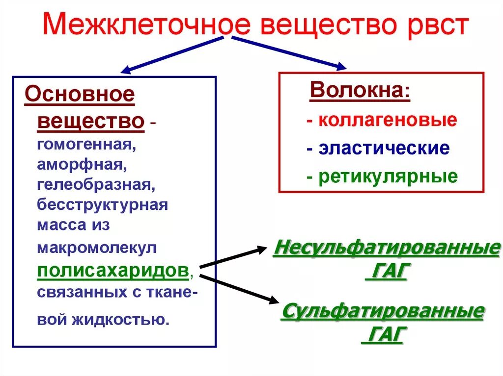 Межклеточное вещество находится. Межклеточное вещество РВСТ. Основное вещество. Аморфное вещество межклеточного вещества. Бесструктурное межклеточное вещество.