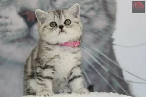 Клип вискаса меня 2