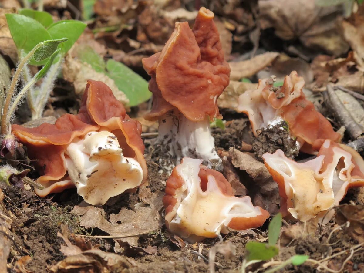 Первый гриб весной название. Весенние грибы Ленинградской области. Весенние грибы Подмосковья. Весенние грибы съедобные. Редкие весенние грибы.