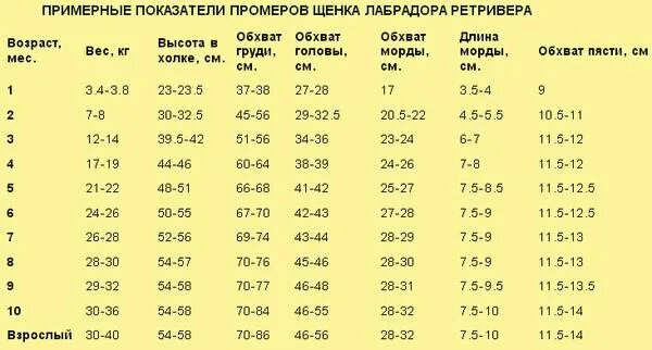 Вес щенка лабрадора в 2 месяца девочка таблица. Вес лабрадора в 7 месяцев девочка. Вес и рост лабрадора 2 месяцев. Вес щенка лабрадора.