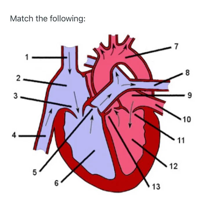Learn the heart 0.3 8. Heart part. learn the heart.