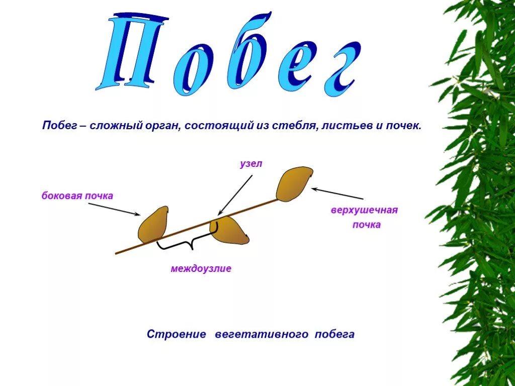 Сложный орган состоящий из стебля листьев почек. Строение побега. Состоит из стебля листьев и почек. Строение побега 6 класс биология.