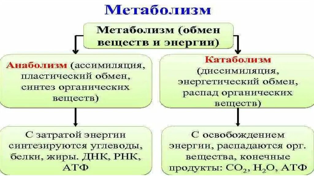 Обмен веществ ассимиляция и диссимиляция. Процессы ассимиляции и диссимиляции веществ.. Обмен веществ это процесс. Обмен веществ и энергии ассимиляция и диссимиляция. Диссимиляция в биологии