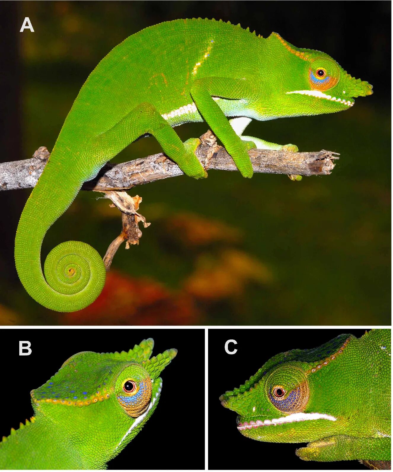 Хамелеон 90. Furcifer хамелеоны. Furcifer Bifidus. Самый редкий вид хамелеона. Хамелеон виды.