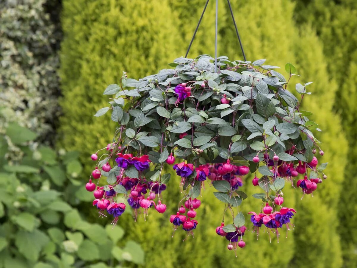 Фуксия миллениум ампельная. Что такое ампельные растения. Бакопа ампельная семена. Что такое ампельные растения. Цветы дихондра изумрудный водопад.