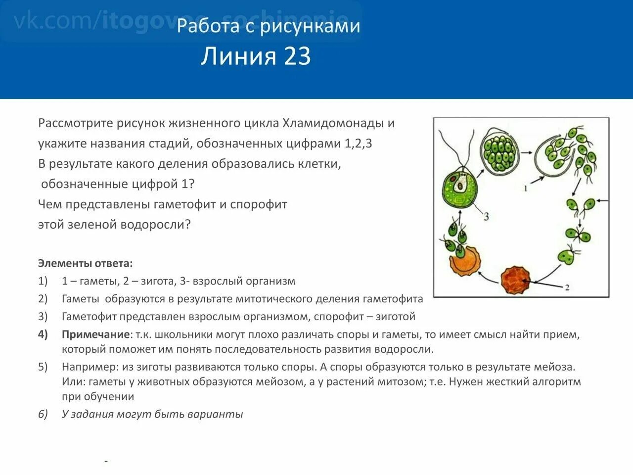 Жизненные циклы егэ биология задания