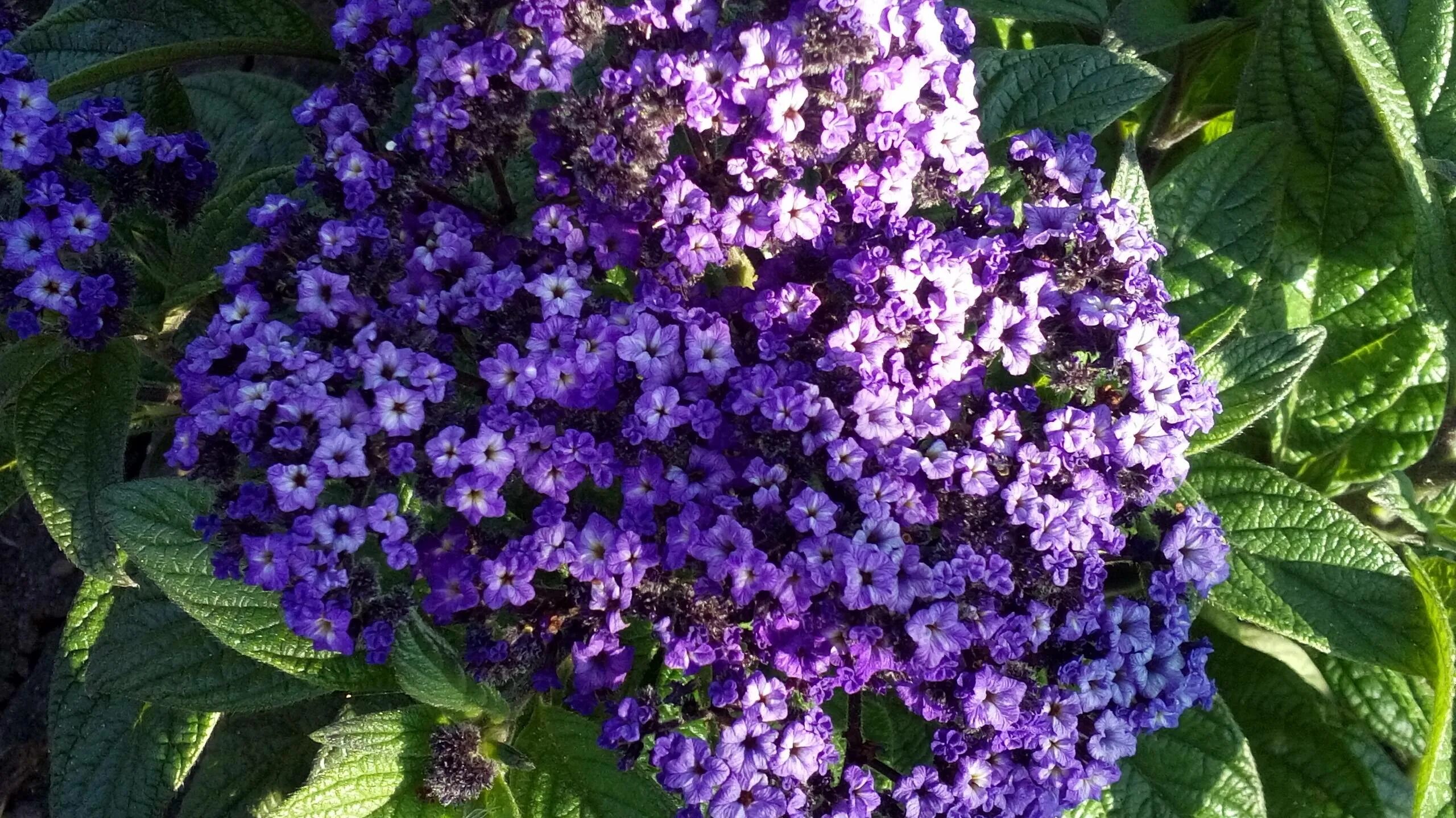 Посев гелиотропа семенами. Как посеять гелиотроп. Гелиотроп (растение). Однолетник гелиотроп. Гелиотроп гибридный.