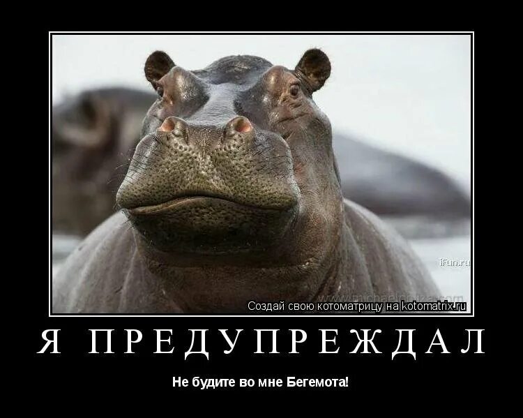 Мем бегемот. Прикольный бегемот. бегемот прикол. смешной бегемот. шутки про бегемота.