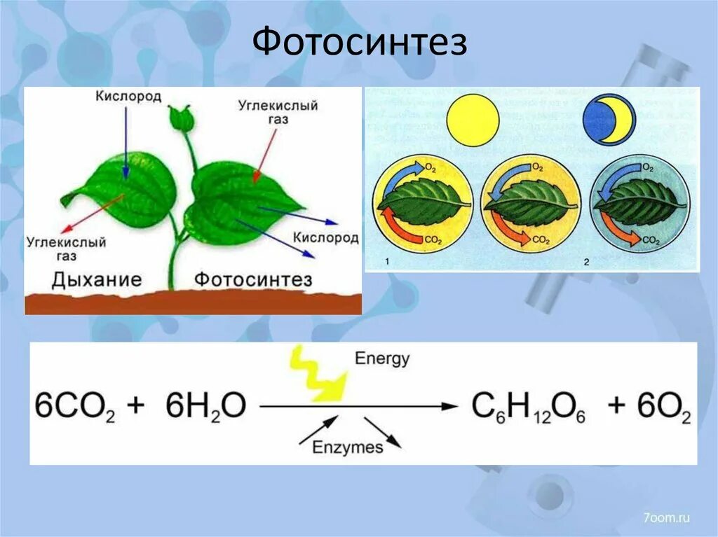 Фотосинтез молекулярная схема. Схема и формула фотосинтеза. Схема фотосинтеза у растений. Химические реакции процесса фотосинтеза. Углекислый газ и кислород сходства и различия