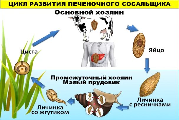 Хозяин печеночного сосальщика является. Цикл развития печеночного сосальщика рисунок. Цикл развития печеночного сосальщика Марита. Стадии развития печеночного сосальщика рисунок. Цепь развития печеночного сосальщика.