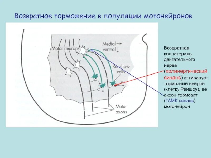 Возвратное торможение клетки Реншоу. Мотонейрон синапс. Рекуррентное торможение. Возвратное торможение