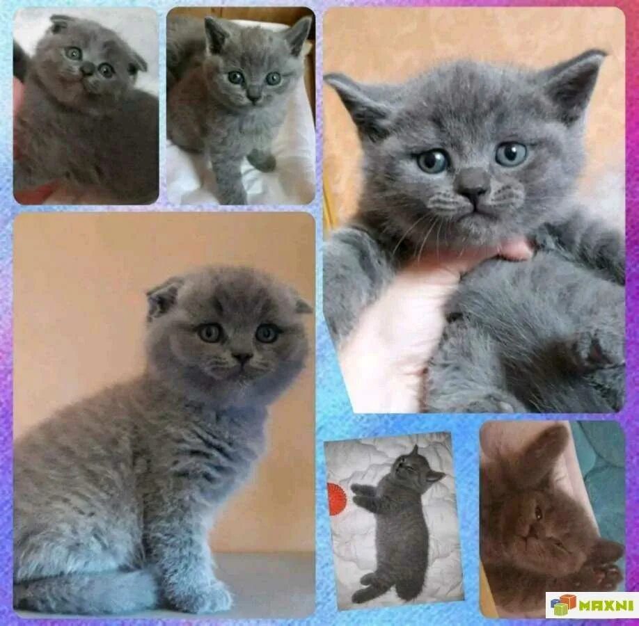 Как отличить котенка британца