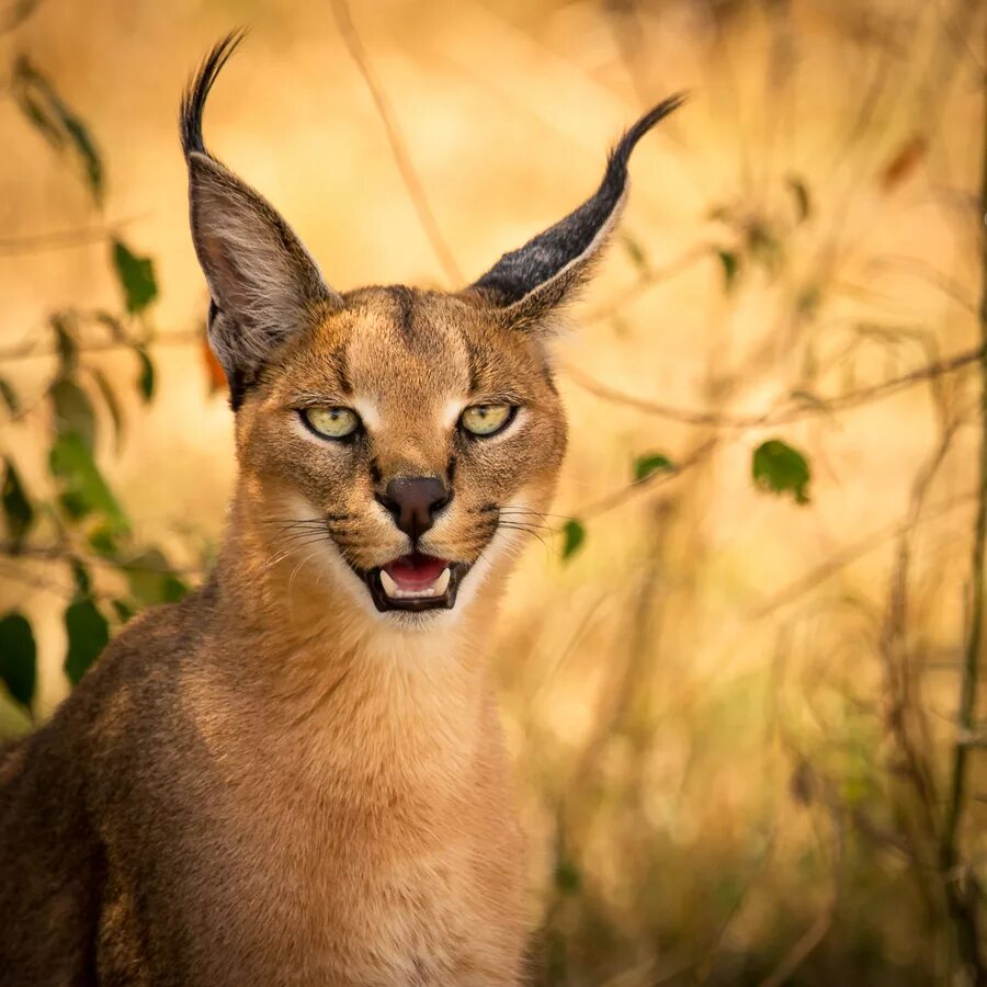 Хорошо слышат рысьи уши. Каракал, пустынная Рысь. Каракал Нефертити. Степной кот каракал. Африканский каракал.