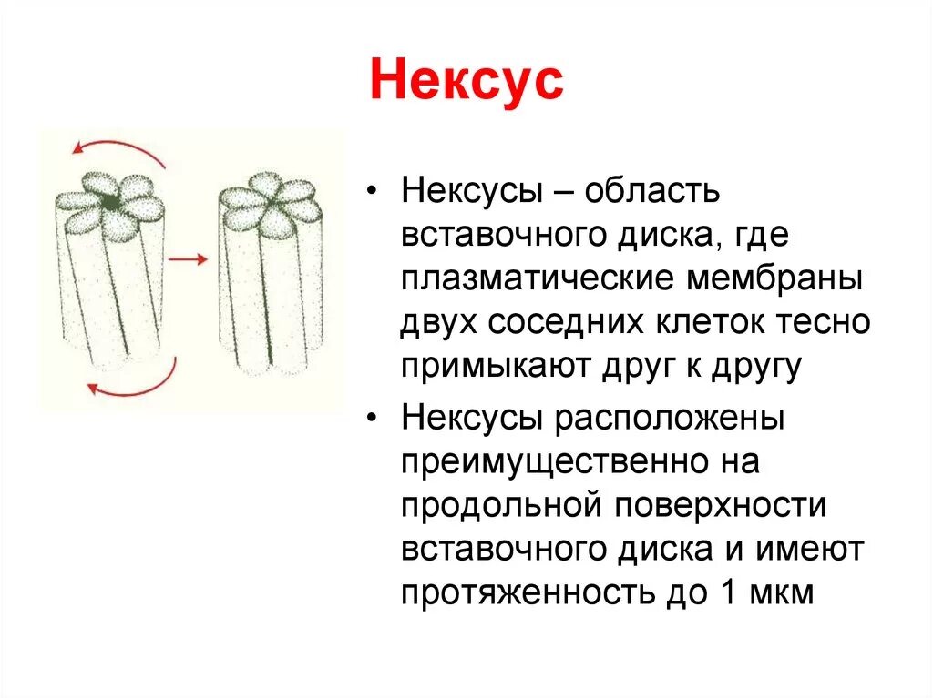Нексус где. Нексус строение гистология. нексус физиология. строение нексуса.