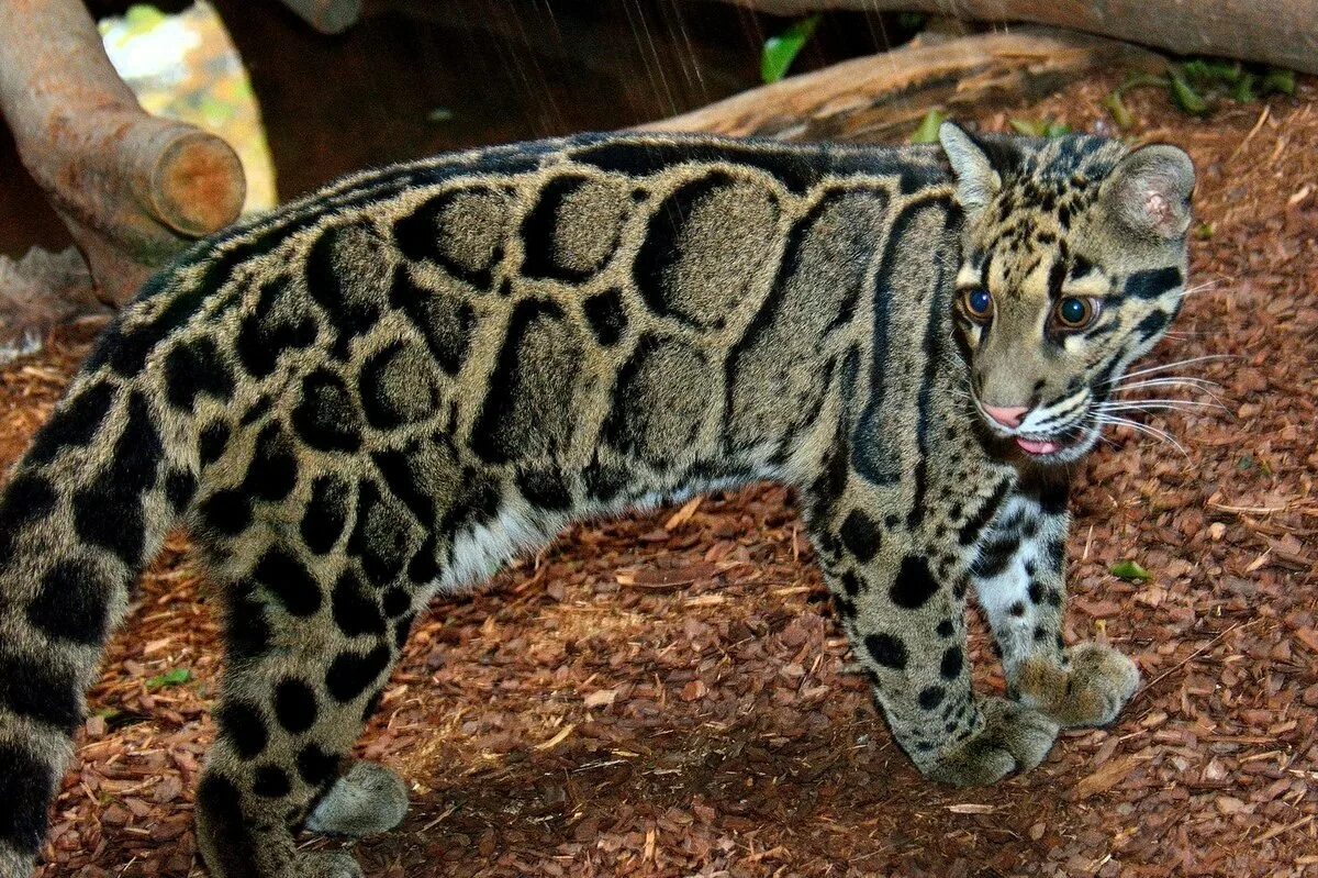 борнейский леопард. дымчатый леопард (neofelis nebulosa),. виды леопардов. формозанский дымчатый леопард. калимантанский дымчатый леопард.