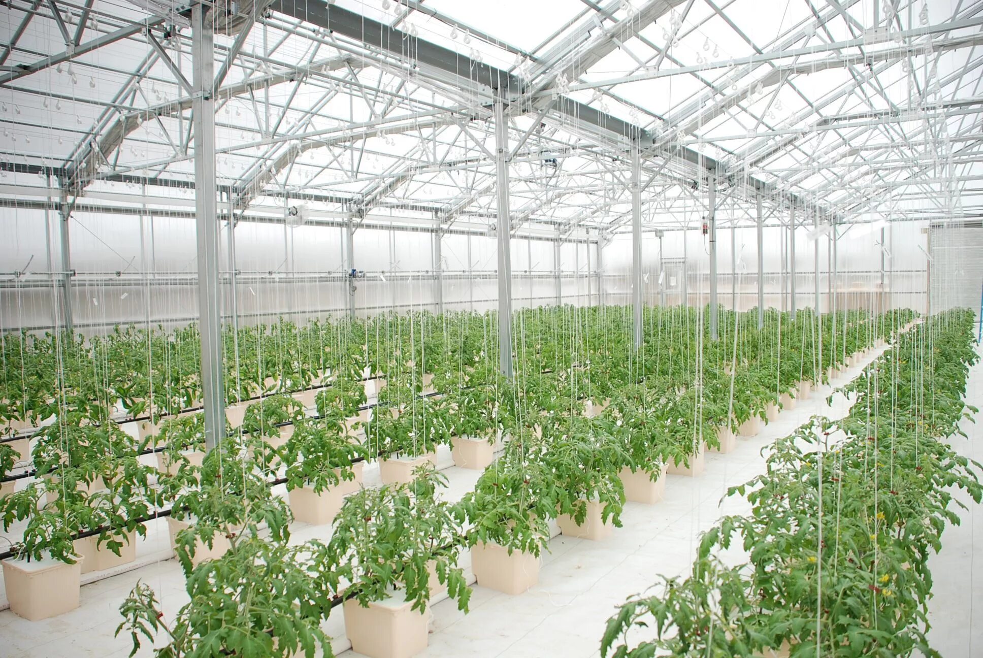 Технологии выращивания растений в регионе. Green House гидропоника. Modern Greenhouse гидропоника. Аэропоника оранжерея. Аквапоника, гидропоника в теплице.