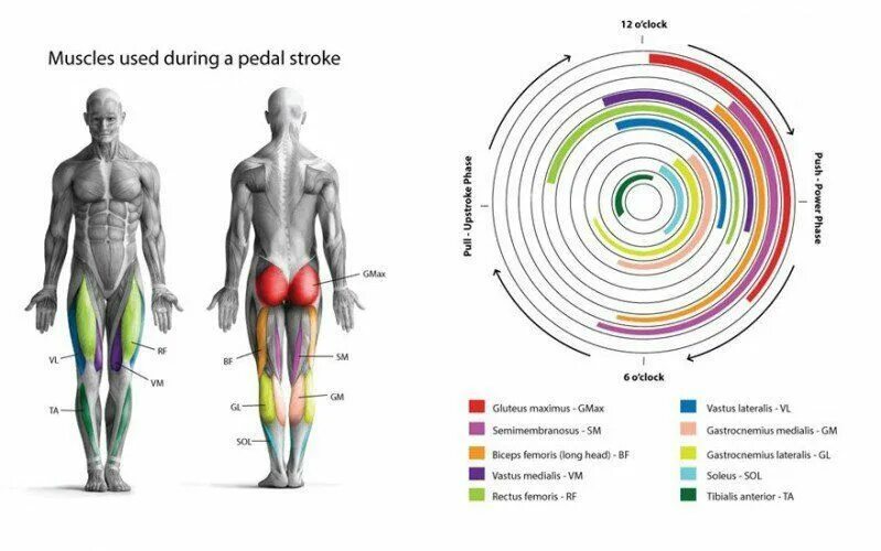 Велосипед какие мышцы работают у женщин. Мышцы задействованные при езде на велосипеде. Какие мышцы работают при езде на велосипеде. Велосипед группы мышц. Группы мышц при езде на велосипеде задействованные.