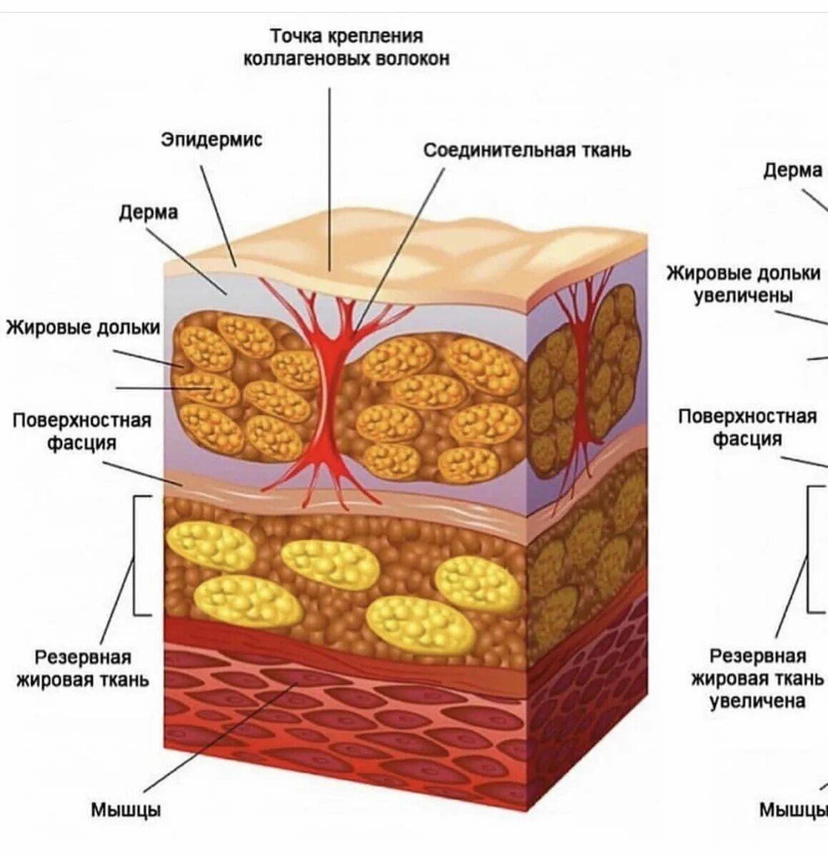 Подкожно-жировая клетчатка (гиподерма). Строение кожи подкожная жировая клетчатка гиподерма. Гиподерма это подкожная жировая клетчатка. Строение подкожно жировой клетчатки.