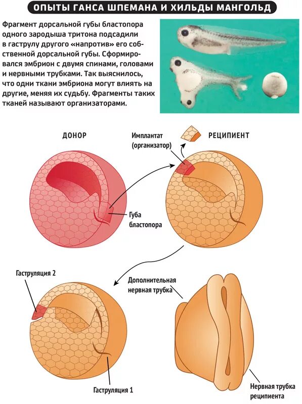 Подсаживали 2 эмбриона. Опыт Ганса Шпемана. Эмбриональная индукция Шпемана. Ганс Шпеман эмбриональная индукция. Опыт Шпемана эмбриональная индукция.