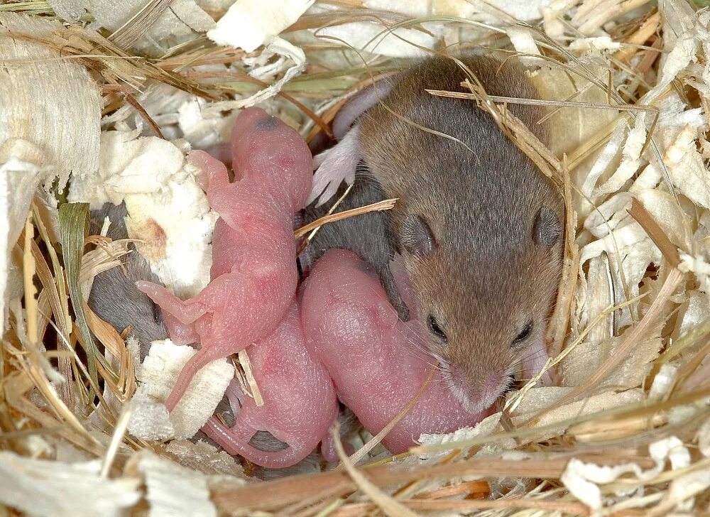 Новорожденные детеныши мыши. Мышь полевка выводок. Детеныш мыши полевки. Новорожденная мышь полевка. Домовая мышь новорожденная.
