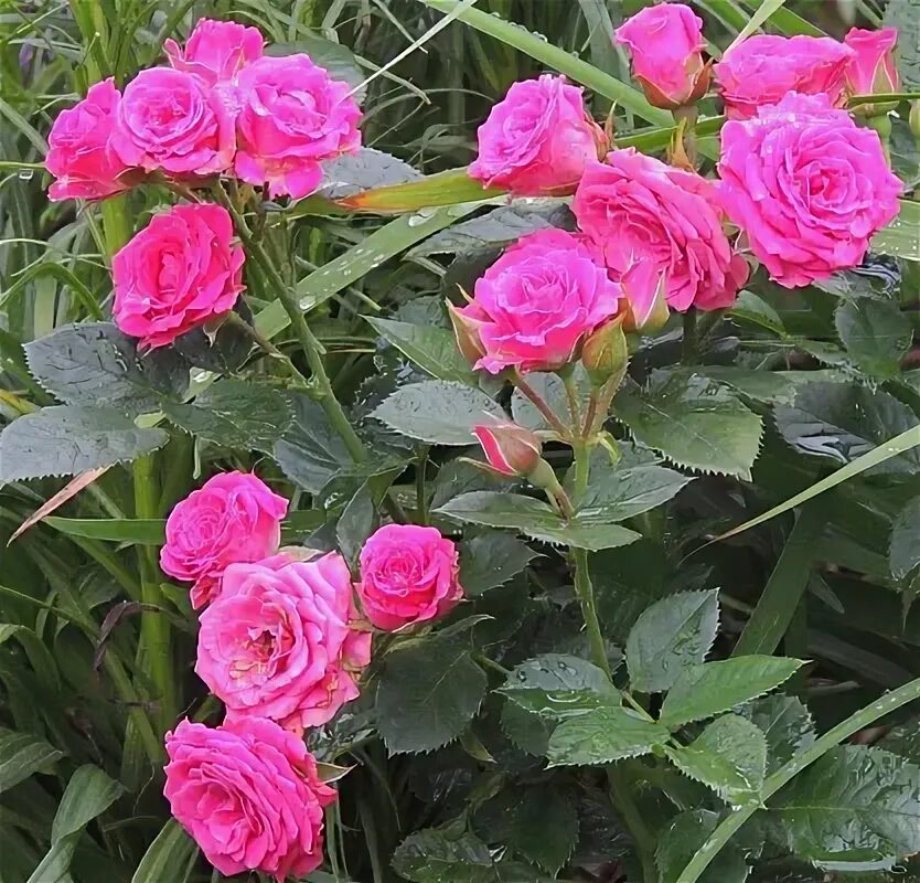 Купить саженцы зимостойких роз. Розы высочайшего качества Rose-Angela
