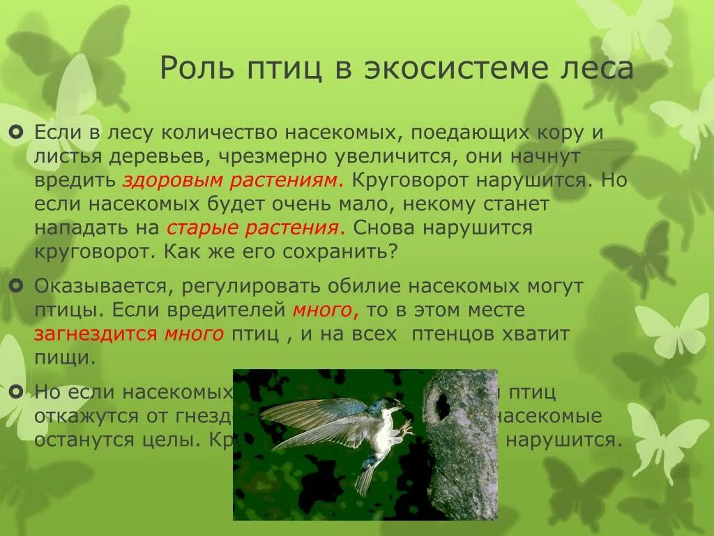 Птицы и экосистема. Роль в экосистеме. Роль птиц в биоценозе. Роль лесов в экосистеме.