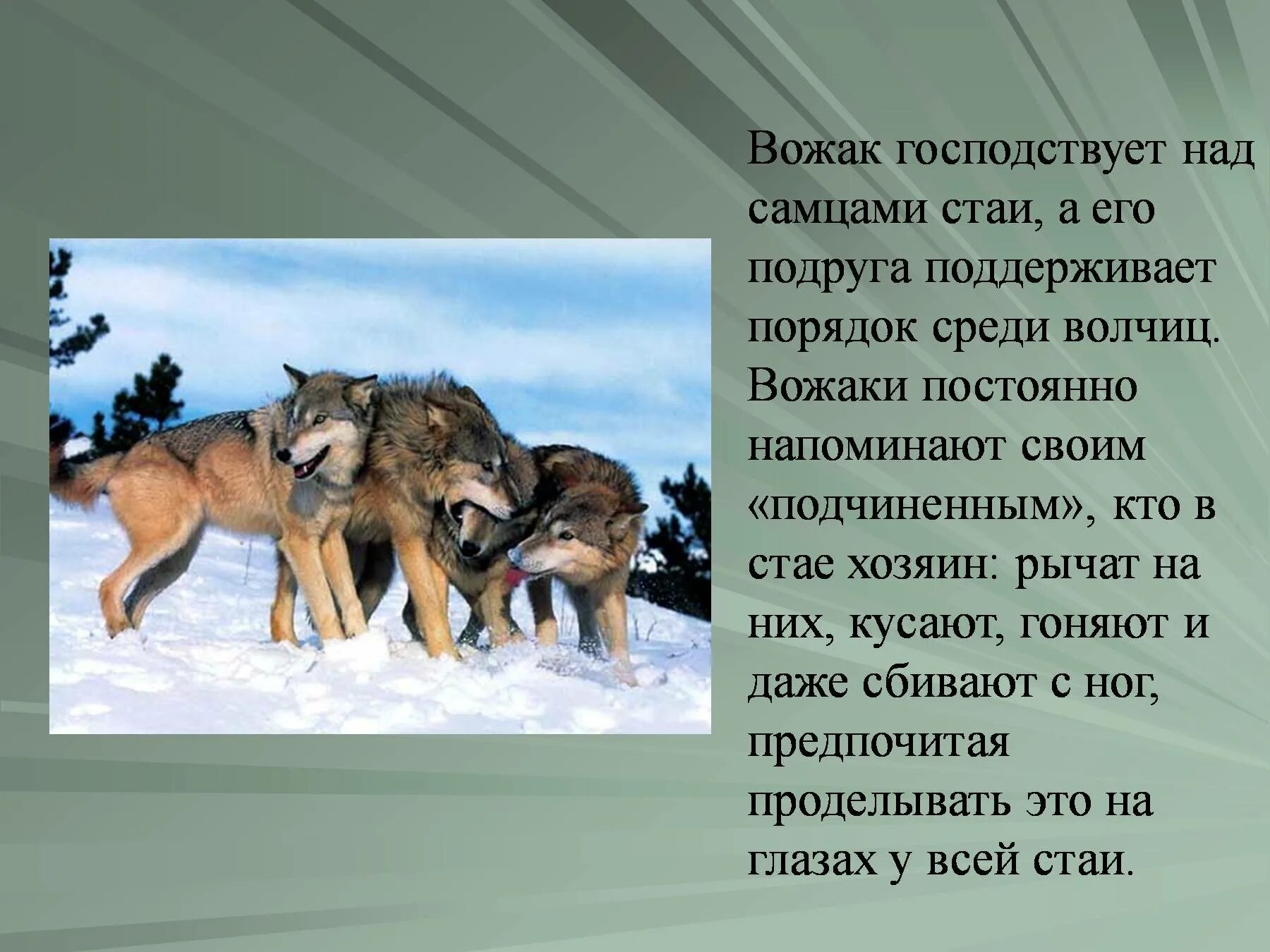 Проект про Волков. Презентация на тему волк. Сообщение о волке. Доклад про волка. Информация про волка