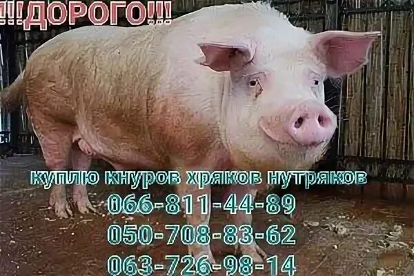 Запах кнура