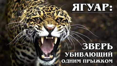 Всемирный день ягуара