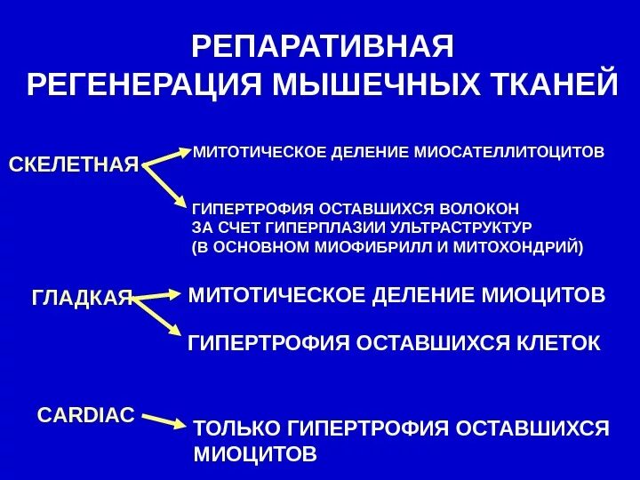 Репаративное действие что это. Регенераторные свойства различных типов мышечной ткани. Механизм физиологической регенерации скелетной мышечной ткани. Регенерация гладкой и поперечно-полосатой мышечных тканей. Регенерация гладкой мышечной ткани.