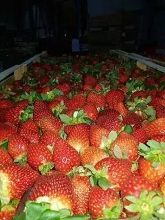 Продам клубнику свежую
