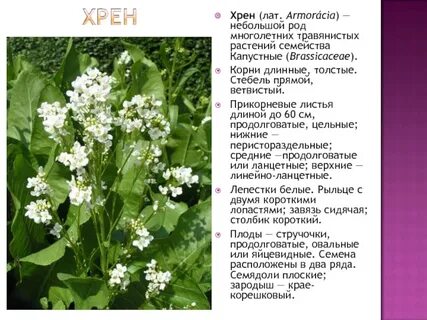 Хрен капустные