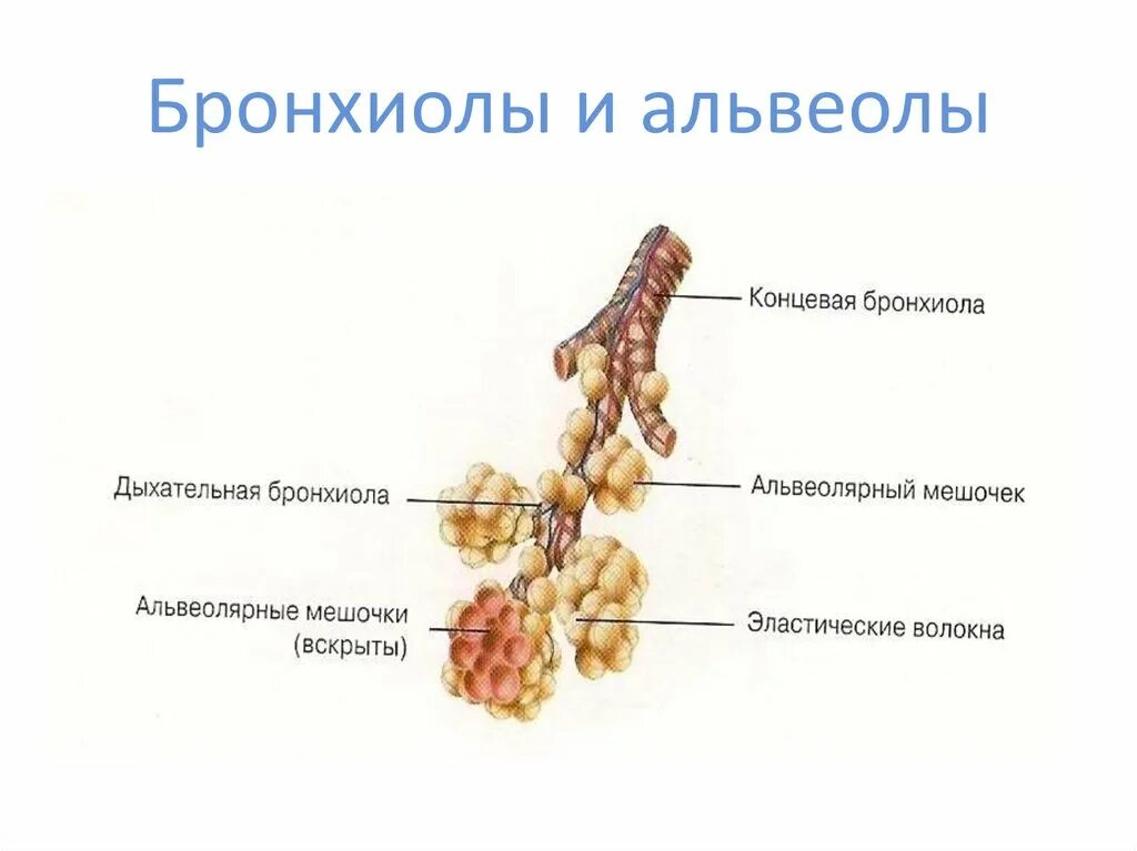 Альвеолярные пузырьки у млекопитающих находятся в. Концевая бронхиола строение. Строение бронхи альвеолы бронхиолы. Альвеола дыхательная строение. Строение дыхательной системы человека альвеолы.